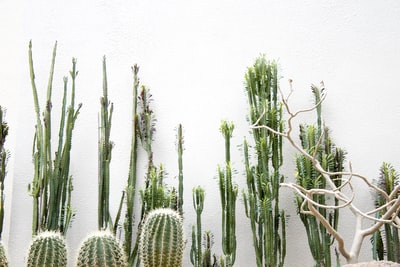 green cactus plants
